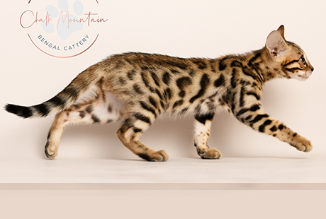 Bengal Brown kitten for sale Texas